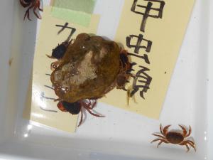 サワガニ