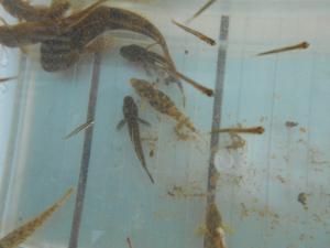 魚