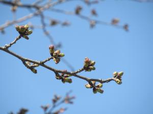 桜