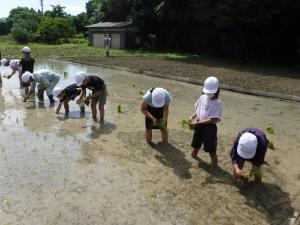 田植え3