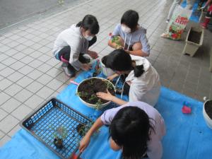 花5
