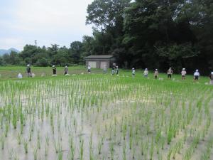 古代米２
