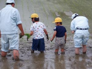 田植え②