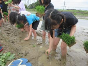 田植えをする3年生