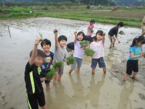 田植えをする3年生