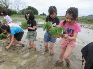 田植えをする３年生