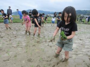 田植えをする３年生