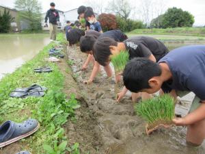 田植えをする３年生