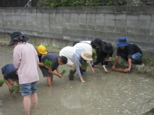 5年生田植え