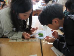観察する３年生