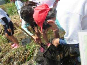 生き物調査をする3年生