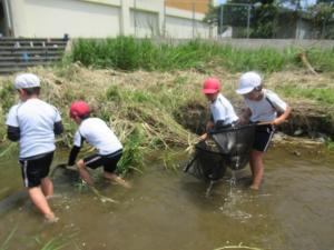 生き物調査をする3年生