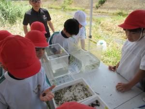 生き物調査をする3年生