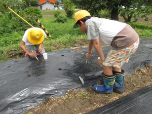 小豆植え付け