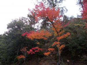 紅葉