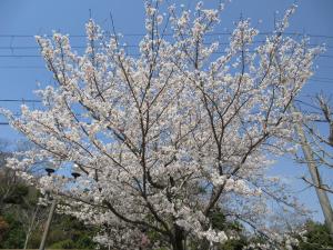 桜