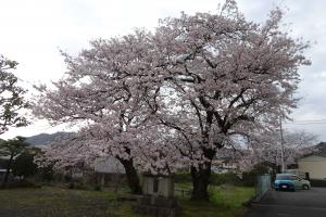 sakura