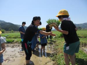 田植え6