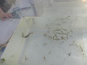 河11