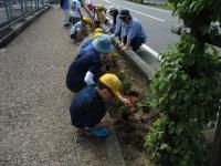 hanaue