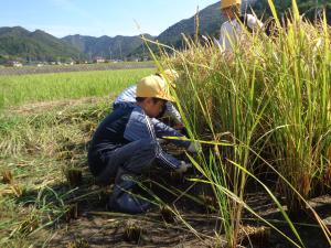 稲刈り２