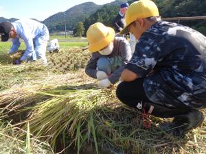 稲刈り３