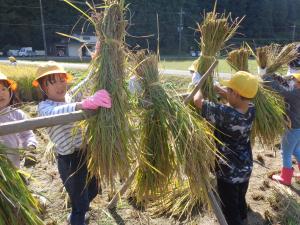 稲刈り４
