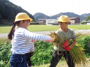 稲刈り５