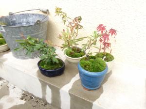 盆栽が出来上がりました！