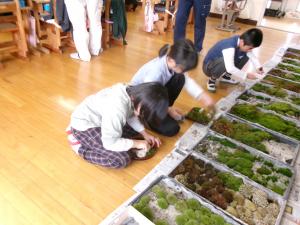コケを選んでコケ盆栽つくりをしています。
