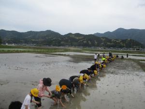 田植え３
