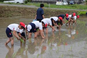 taue1