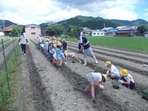 黒豆の苗植え