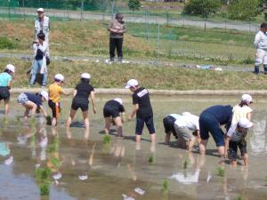 田植え