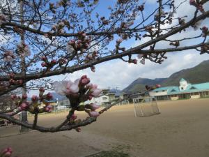 蕾が膨らむ中央小校庭の桜