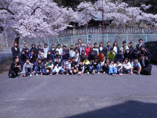 桜満開1
