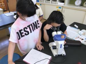 メダカの成長を観察しよう 5年生 丹波市立小中学校ポータルサイト メダカの成長を観察しよう 5年生 丹波市立小中学校ポータルサイト